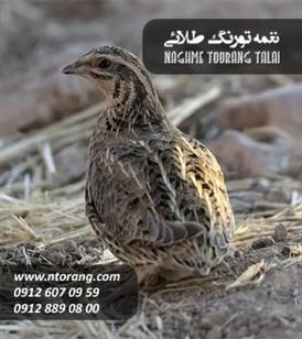 فروش جوجه بلدرچین 30 روزه